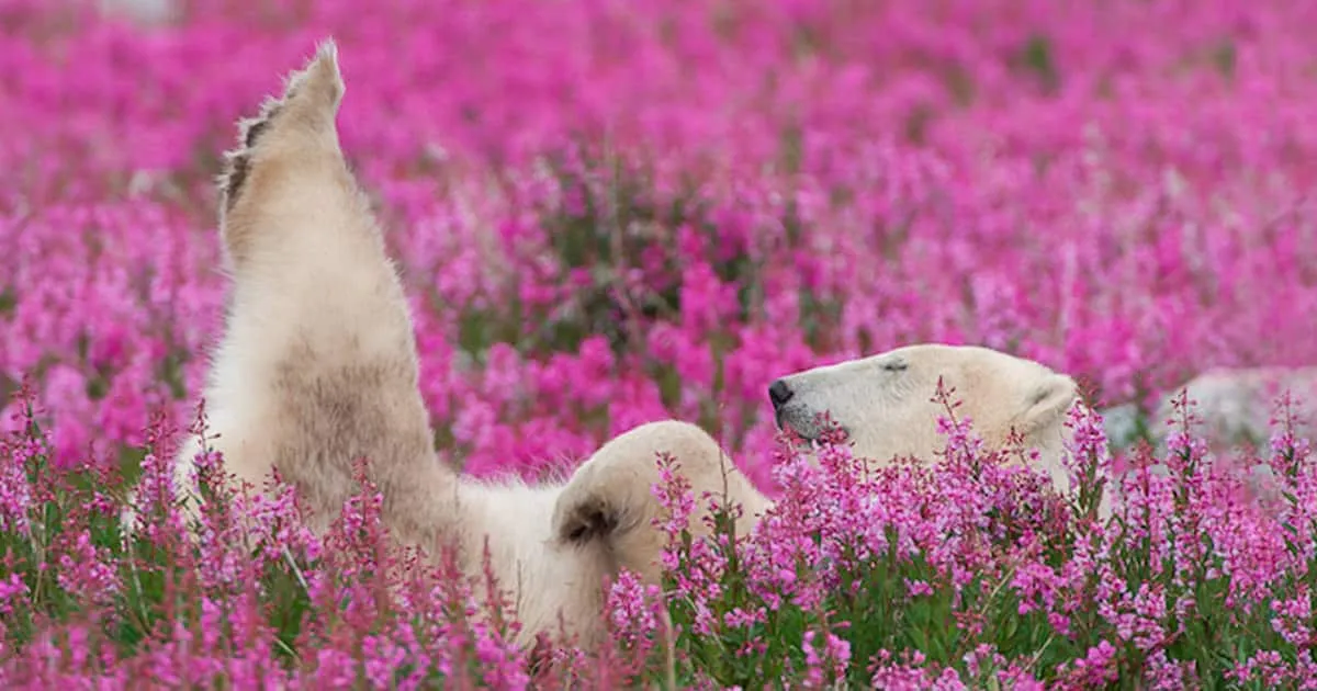 Il capture des images d’ours polaires en train de jouer dans des pâturages fleuris.