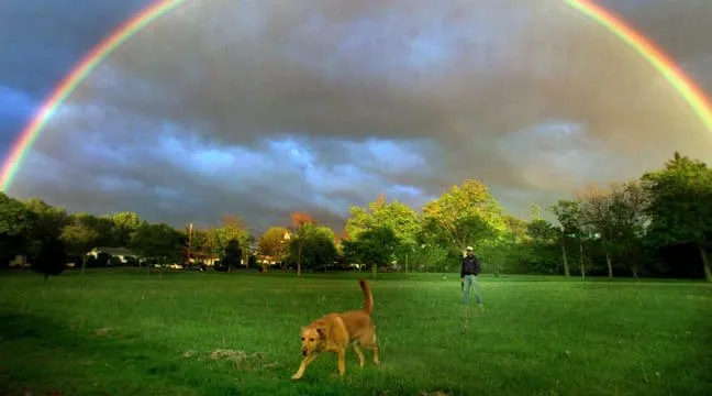 Un garçon de 3 ans écrit à son chien au « paradis des toutous », et reçoit une réponse