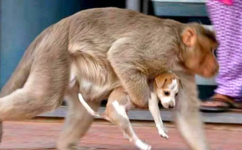 Pendant ce temps, en Inde, un singe adopte un petit chien abandonné.
