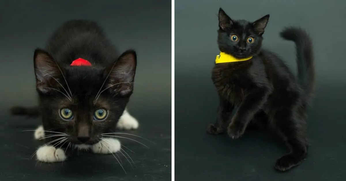 Je photographie les chats noirs, car ce sont les derniers à être adoptés et les premiers à être euthanasiés