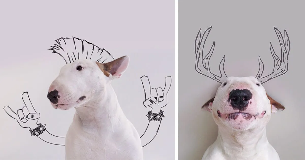 En me quittant, ma femme ne m’a laissé que mon chien, aussi j’ai décidé de débuter cette série de photographies amusantes.