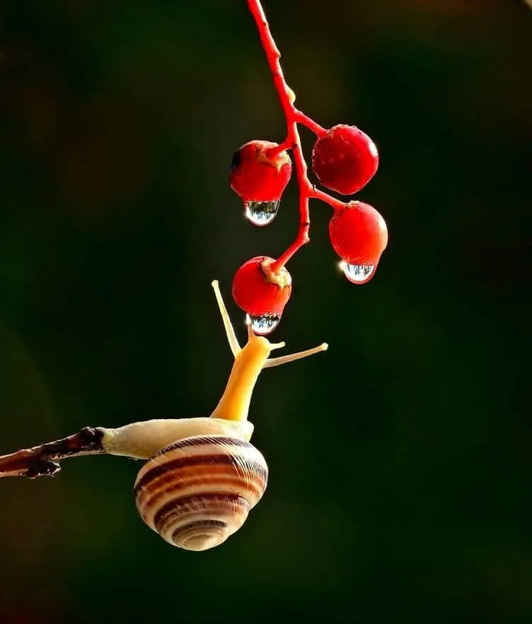 Escargotstop13