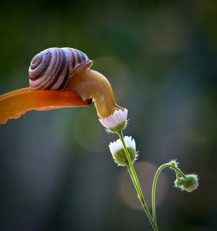 Escargotstop15