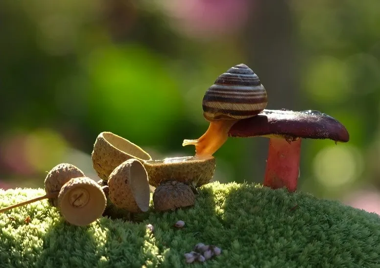 Escargotstop17