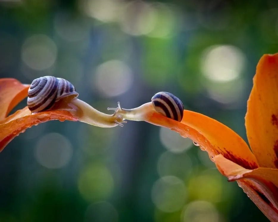 Escargotstop19