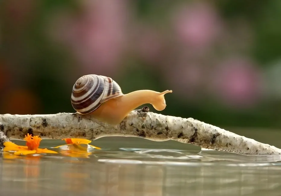 Escargotstop22