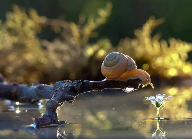 Escargotstop3