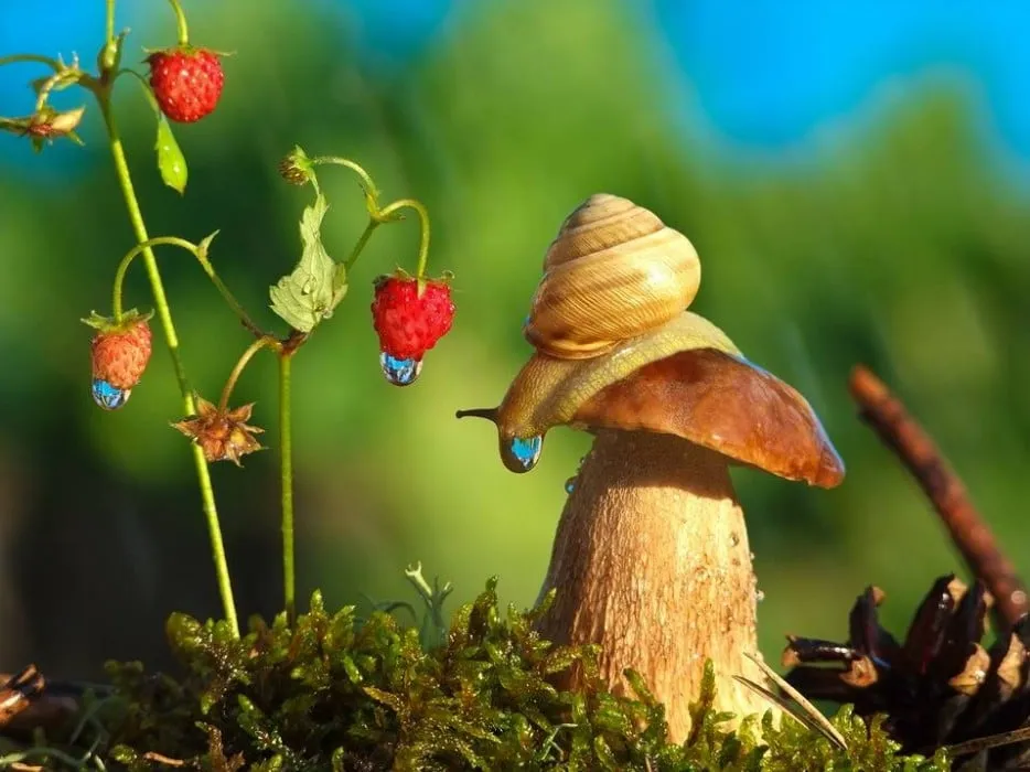 Escargotstop6