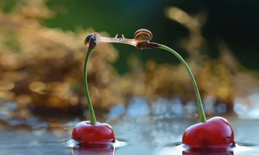 Escargotstop8
