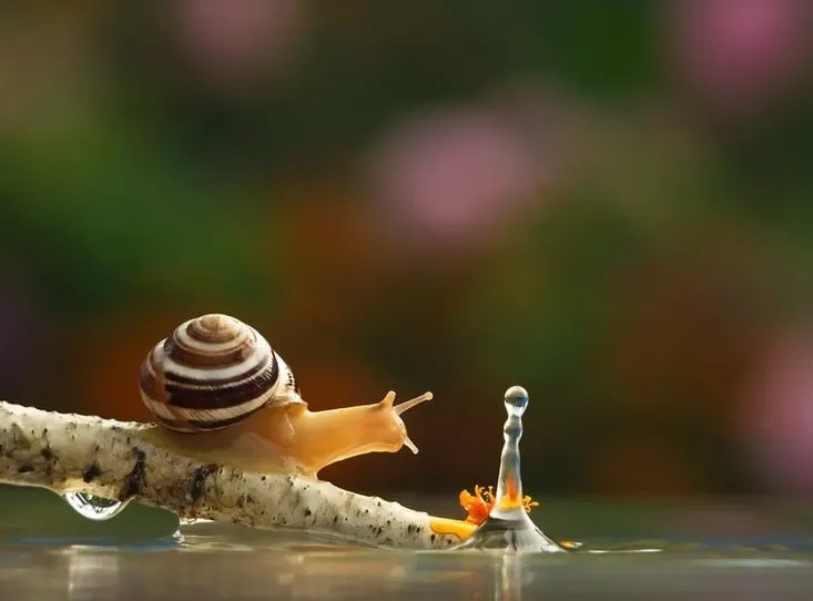 Escargotstop9