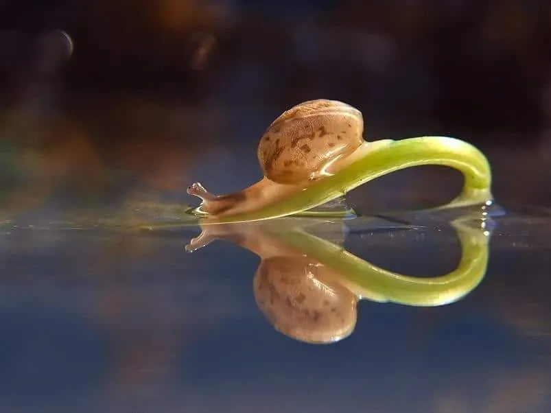 Escargotstop10