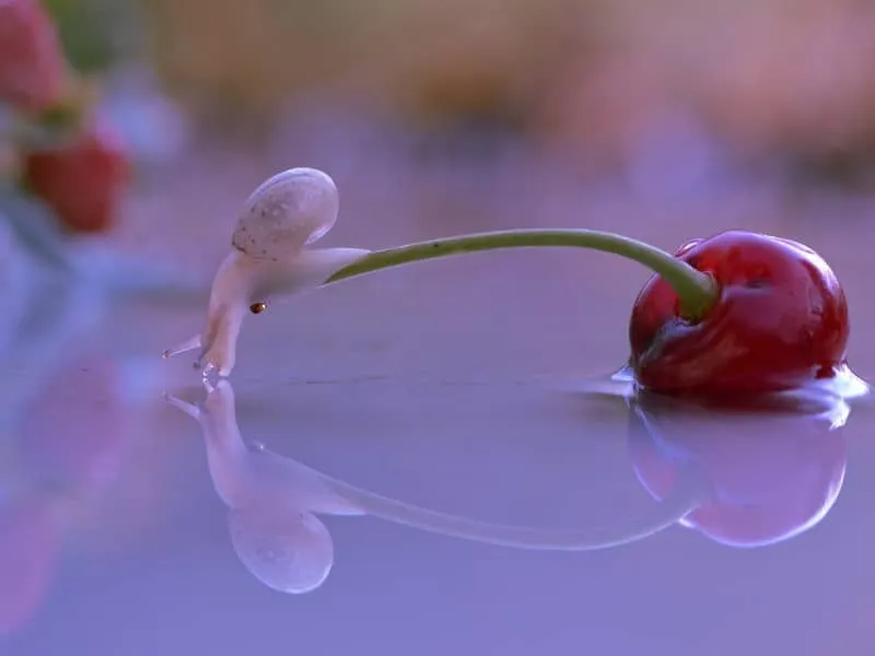 Escargotstop11
