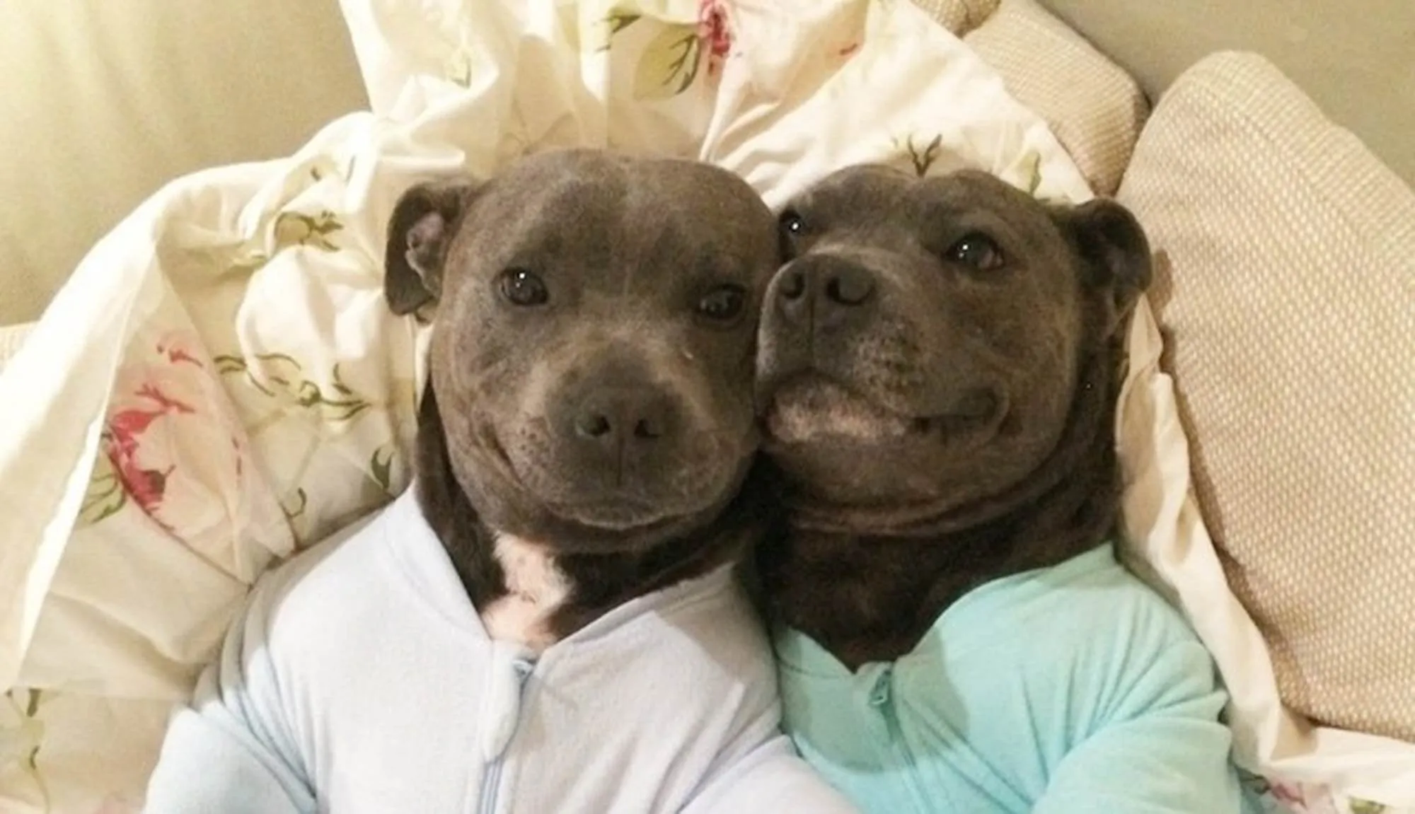 12 photos de pitbulls prouvant qu’ils sont à la fois les chiens les plus câlins et les plus cools imaginables.