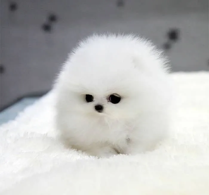 Plus de 20 animaux parfaitement 11s
