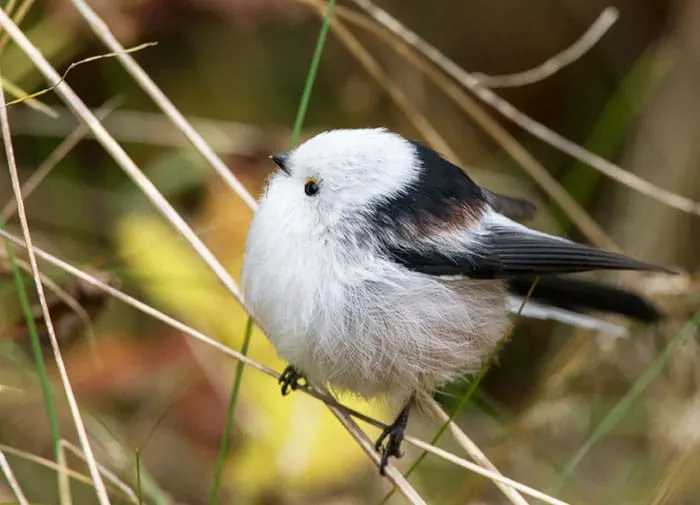 Plus de 20 animaux parfaitement 16s