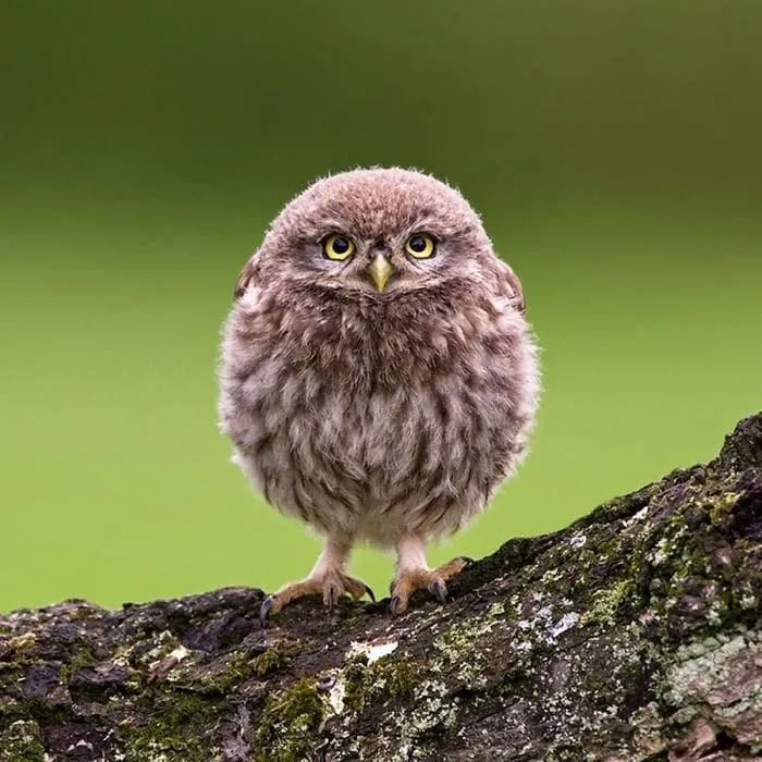 Plus de 20 animaux parfaitement 17s