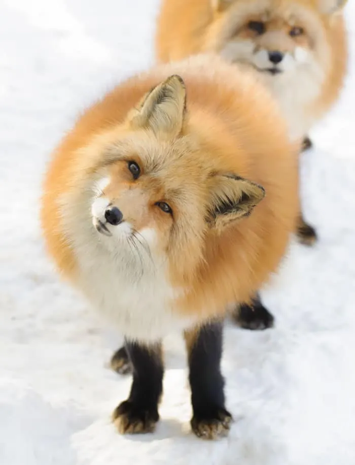 Plus de 20 animaux parfaitement 18s