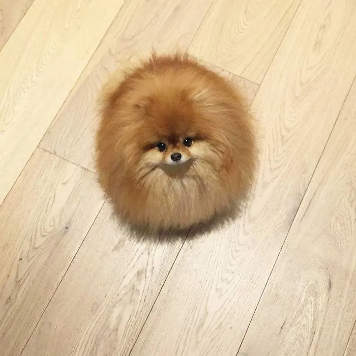 Plus de 20 animaux parfaitement 19s