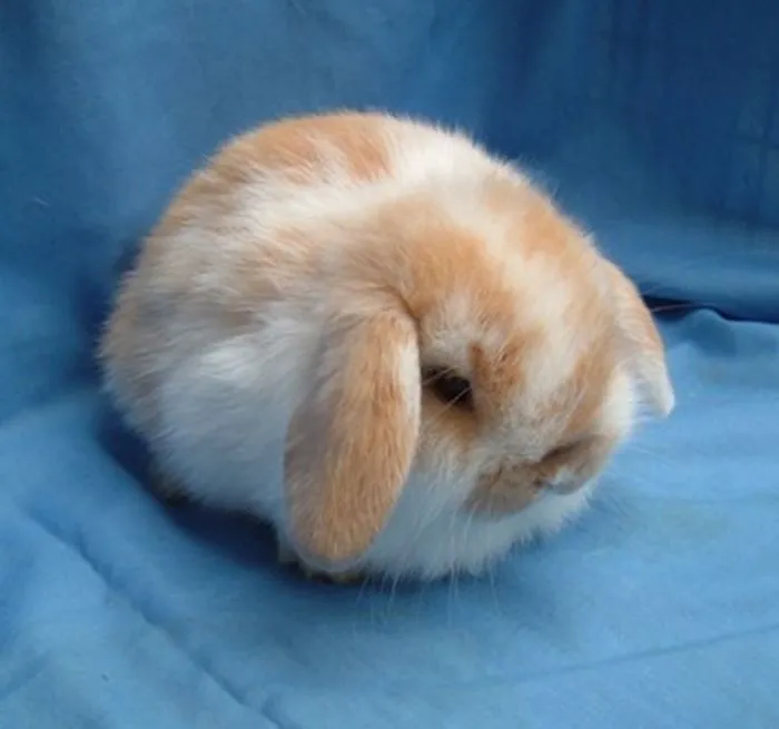 Plus de 20 animaux parfaitement 21s