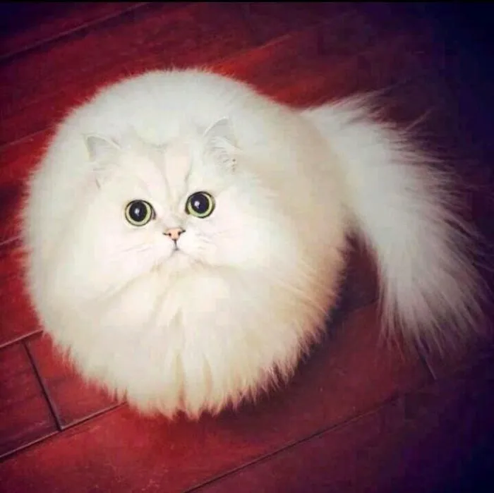 Plus de 20 animaux parfaitement 07s