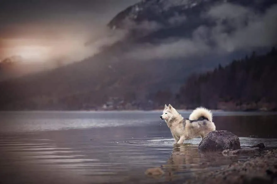 120815-Photographer-Captures-Soulful-Portraits-Of-Dogs-1