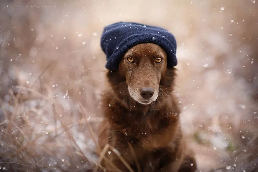 120815-Photographer-Captures-Soulful-Portraits-Of-Dogs-10