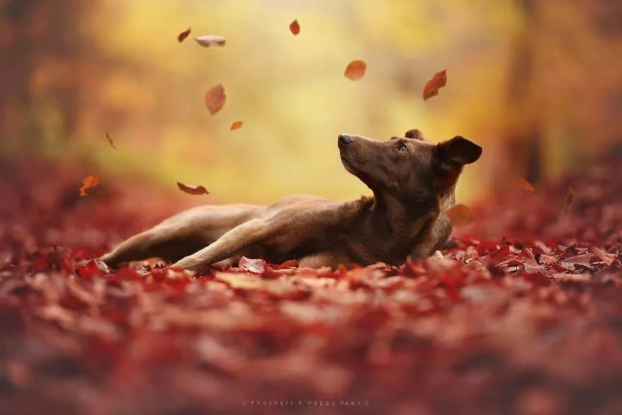 120815-Photographer-Captures-Soulful-Portraits-Of-Dogs-11