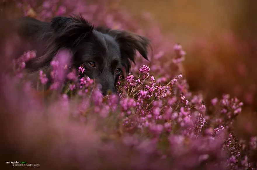 120815-Photographer-Captures-Soulful-Portraits-Of-Dogs-12