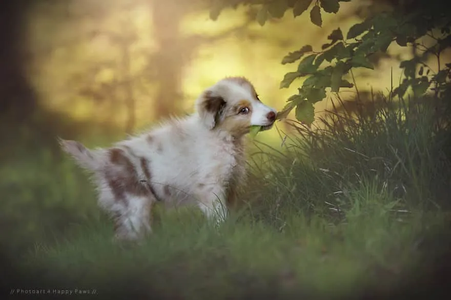 120815-Photographer-Captures-Soulful-Portraits-Of-Dogs-13