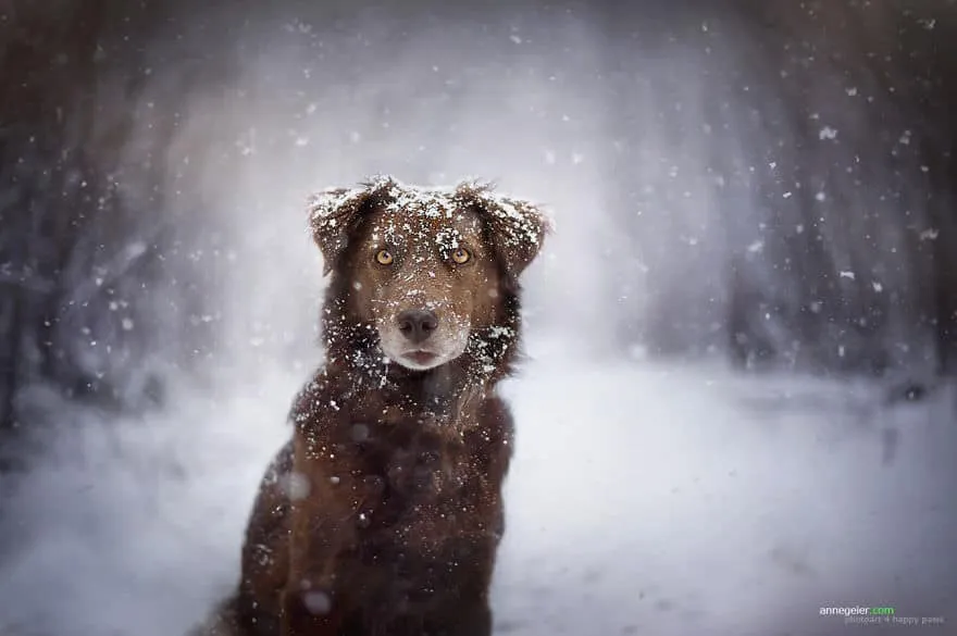 120815-Photographer-Captures-Soulful-Portraits-Of-Dogs-14
