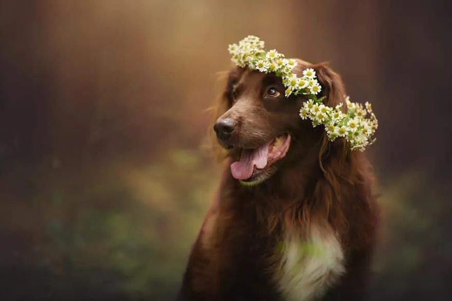 120815-Photographer-Captures-Soulful-Portraits-Of-Dogs-15