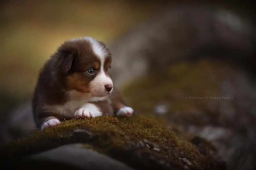 120815-Photographer-Captures-Soulful-Portraits-Of-Dogs-16