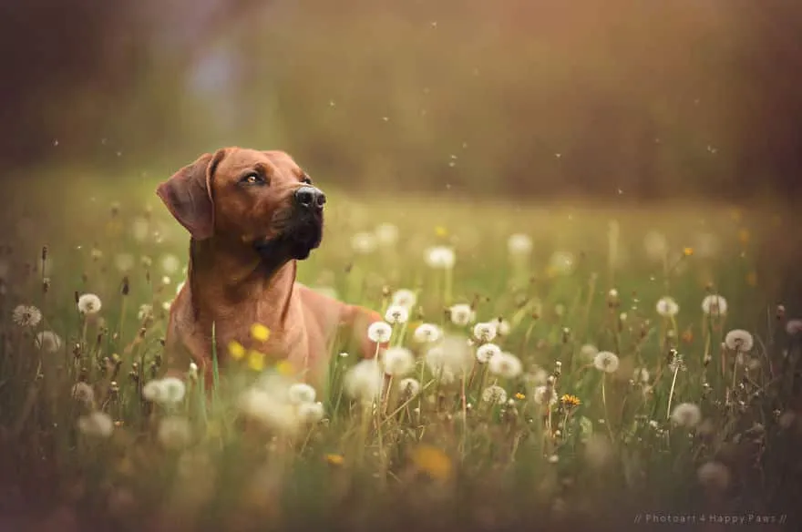 120815-Photographer-Captures-Soulful-Portraits-Of-Dogs-18