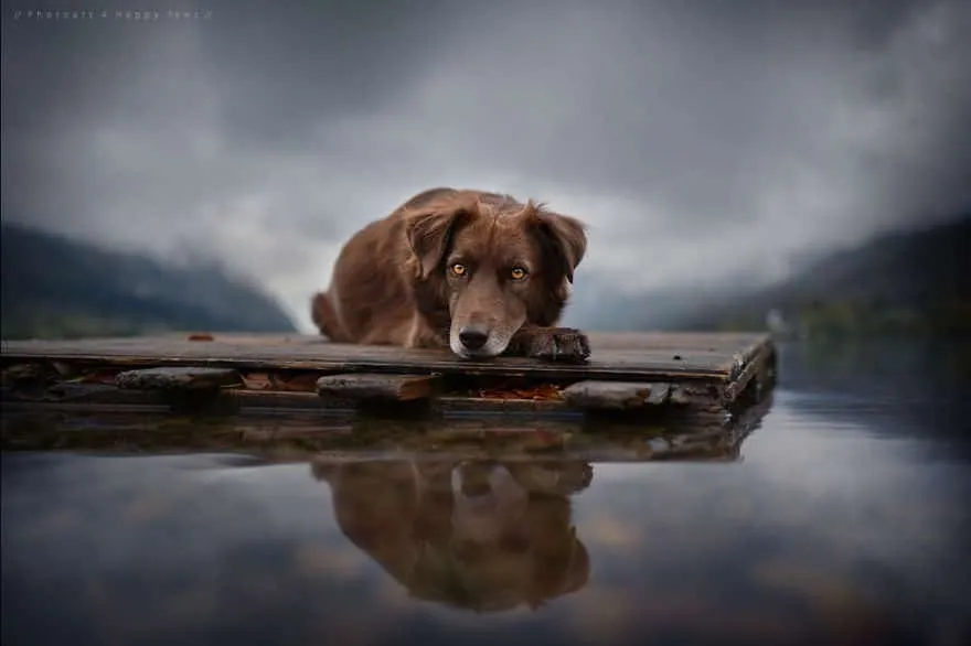 120815-Photographer-Captures-Soulful-Portraits-Of-Dogs-19