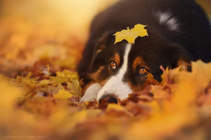120815-Photographer-Captures-Soulful-Portraits-Of-Dogs-20