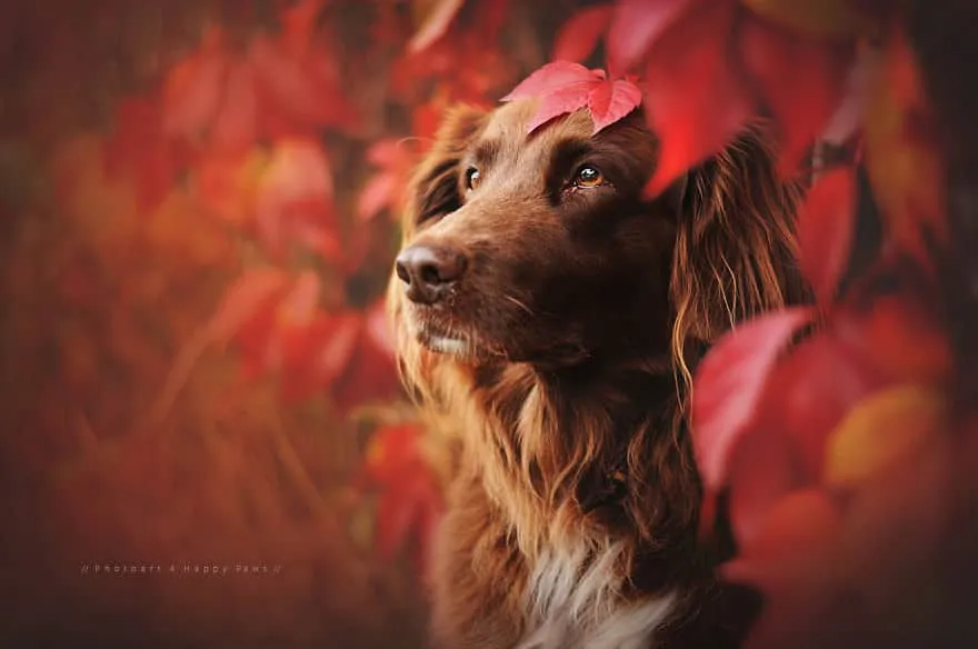 120815-Photographer-Captures-Soulful-Portraits-Of-Dogs-2