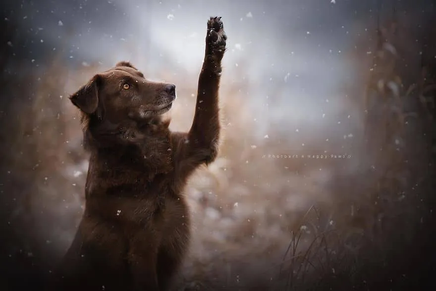 120815-Photographer-Captures-Soulful-Portraits-Of-Dogs-25