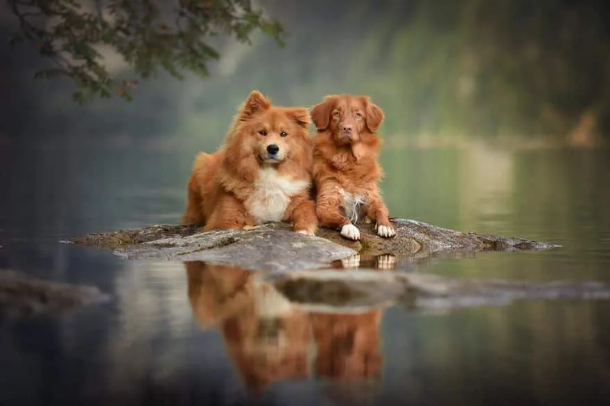 120815-Photographer-Captures-Soulful-Portraits-Of-Dogs-26