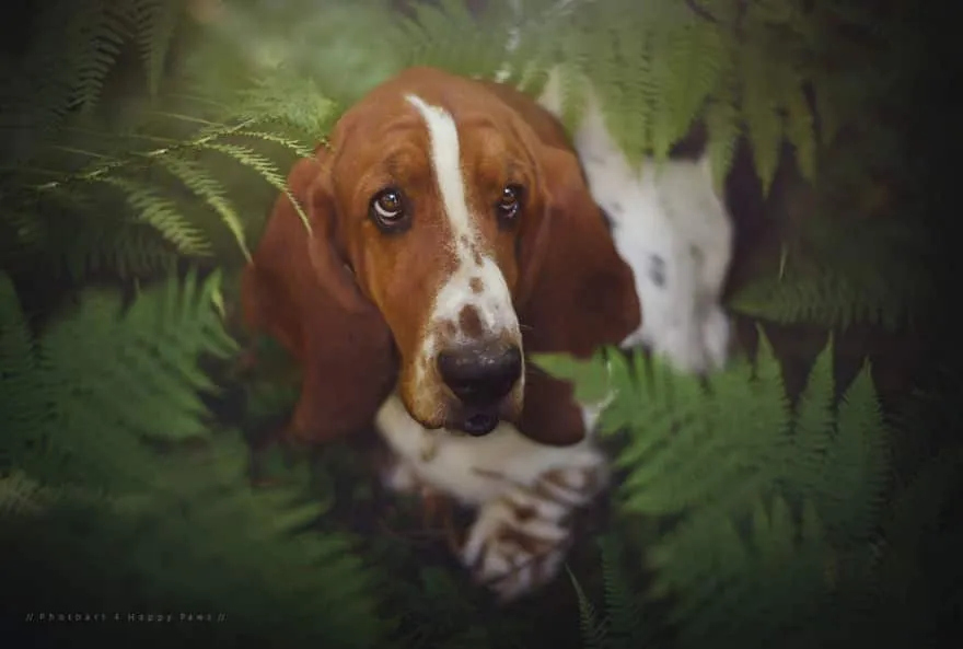 120815-Photographer-Captures-Soulful-Portraits-Of-Dogs-27