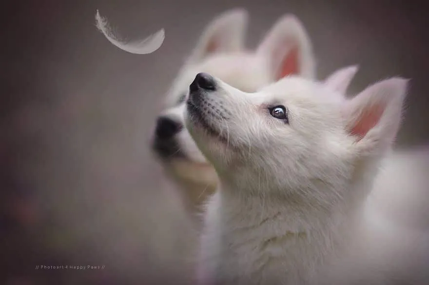 120815-Photographer-Captures-Soulful-Portraits-Of-Dogs-4