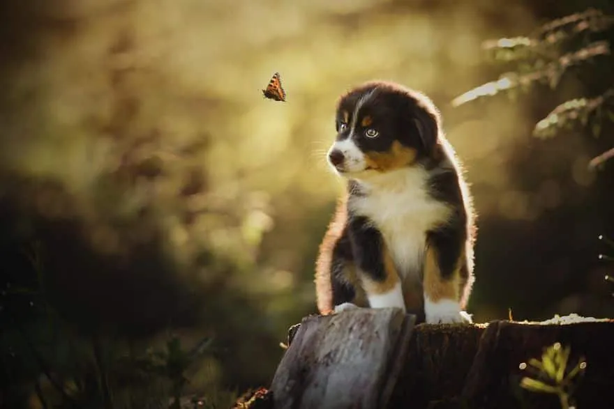 120815-Photographer-Captures-Soulful-Portraits-Of-Dogs-5