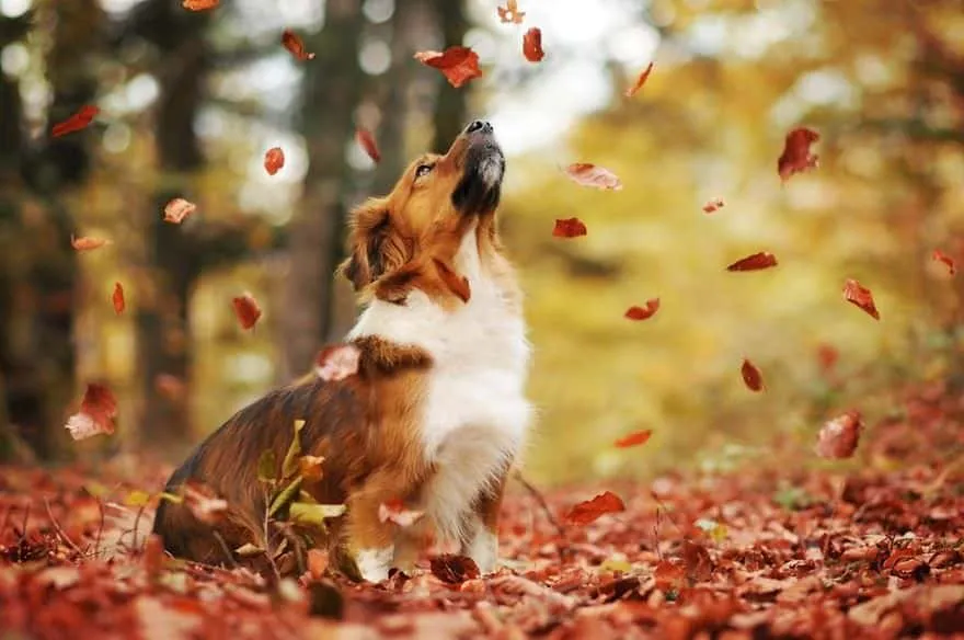 120815-Photographer-Captures-Soulful-Portraits-Of-Dogs-6