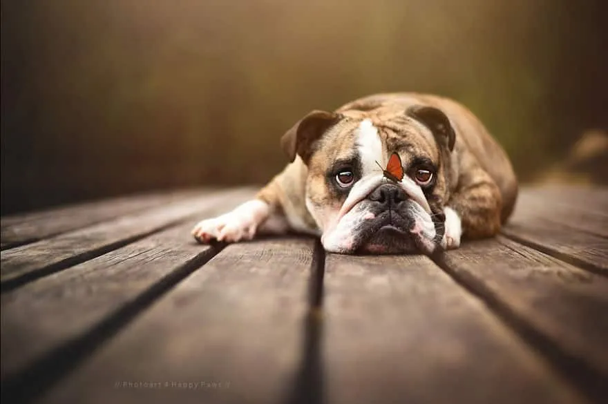 120815-Photographer-Captures-Soulful-Portraits-Of-Dogs-7