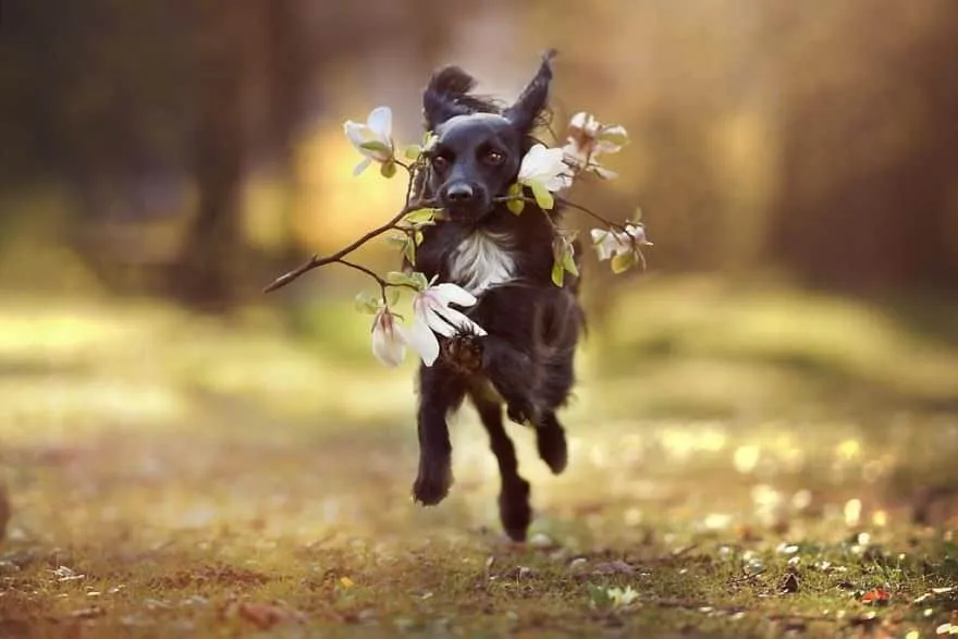 120815-Photographer-Captures-Soulful-Portraits-Of-Dogs-8
