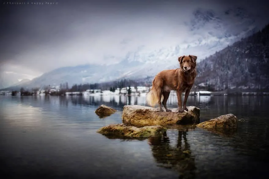 120815-Photographer-Captures-Soulful-Portraits-Of-Dogs-9