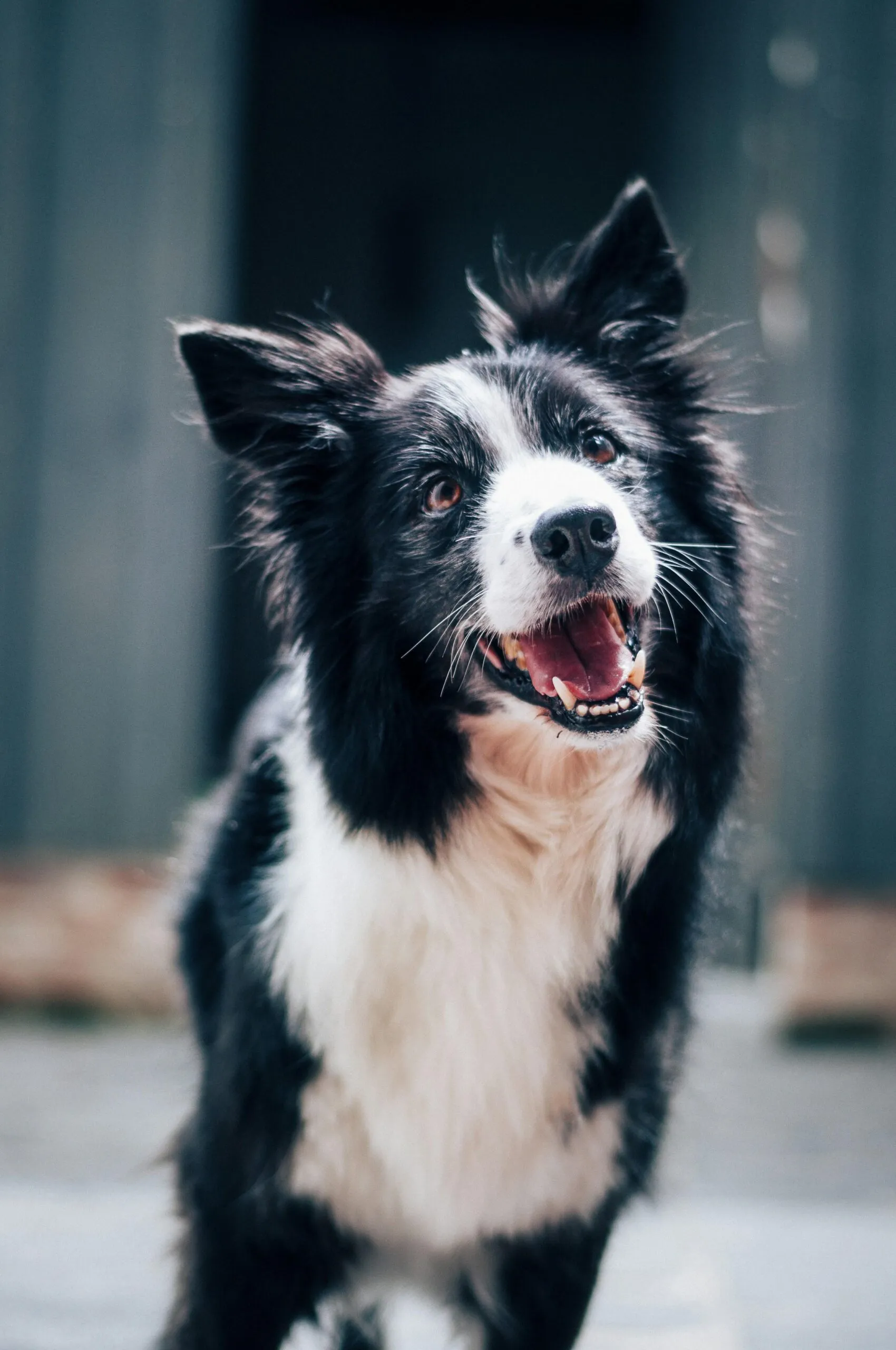 Pourquoi votre chien se gratte-t-il plus au printemps et en été et comment soulager ses démangeaisons saisonnières