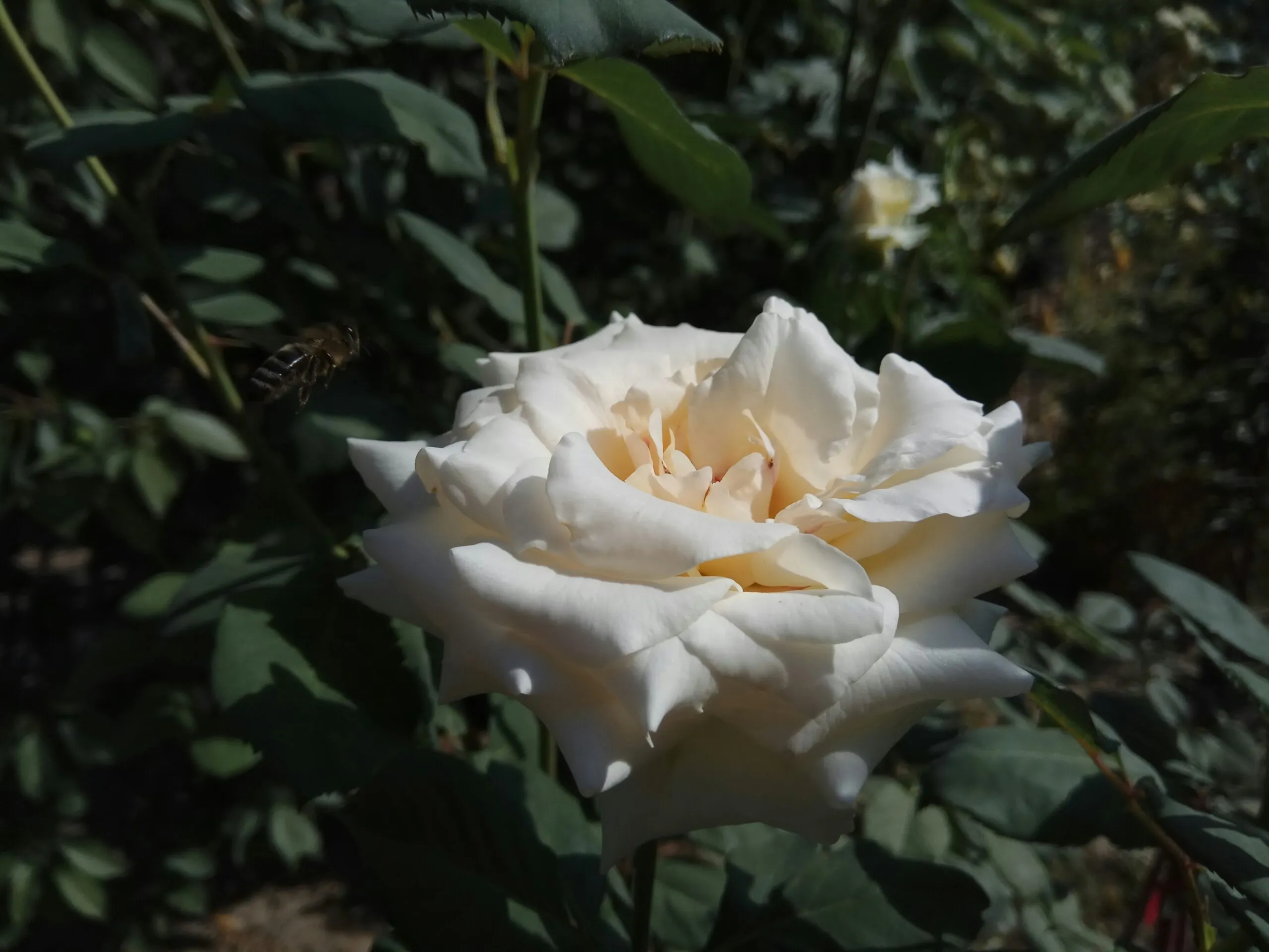 Pralinage des rosiers : guide pas à pas pour assurer reprise et floraison abondante au printemps
