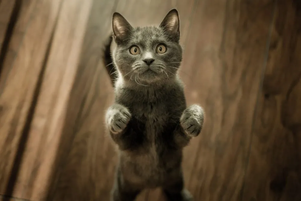 Quelles sont les races de chats les plus mignonnes ?