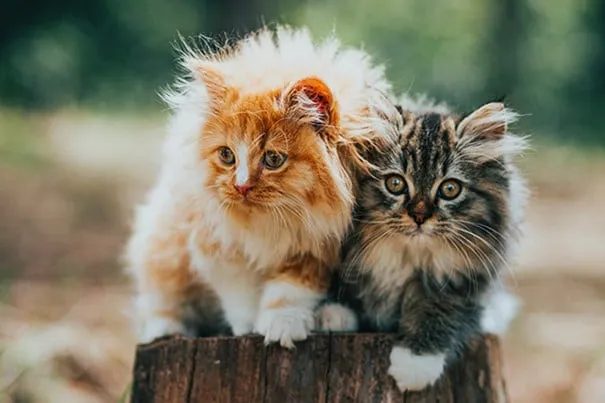 a cat sitting on a wooden surface
