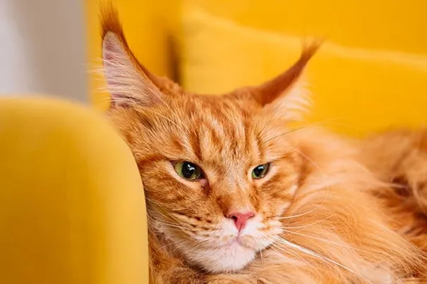 an orange cat with its mouth open
